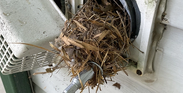 Nesting material removed from dryer vent outside home.